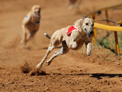 Greyhound Racing